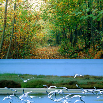 Gran bosco della mesola-parco del delta del po